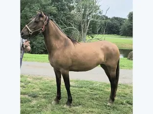 Rocky Mountain Mare for Sale