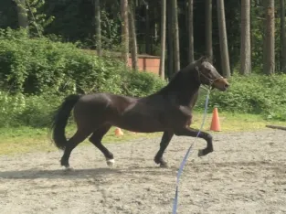 Morgan gelding horse – available marketplace!!!