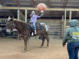 Mule Horse sale in marketplace