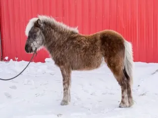 Icelandic horse sale