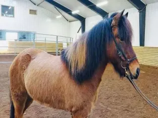 Icelandic Gelding classifieds