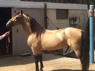 Buckskin Morgan Stallion