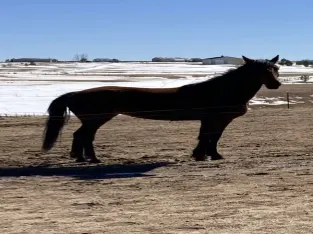 Marlee – Mare/Chestnut/Grade Morgan horse Companion
