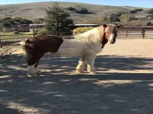 Icelandic Gelding horse sale