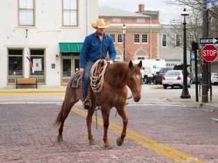 Quarter Gelding horse free classifieds