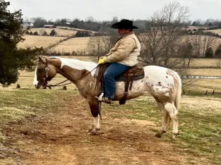 Classifieds Quarter Horse -Mare