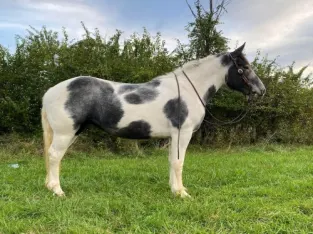 Easy to Ride – My Quarter Horse are available for sale