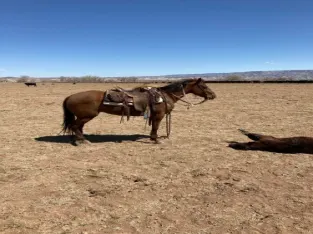 Black Quarter Horse Gelding