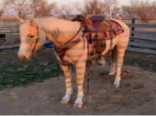 Palomino Quarter Horse Gelding