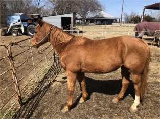 In the marketplace, there is a beautiful and color Quarter Horse for sale in marketplace.