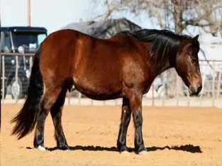 Quarter Gelding horse classifieds