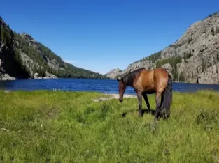 Gelding Quarter Horse