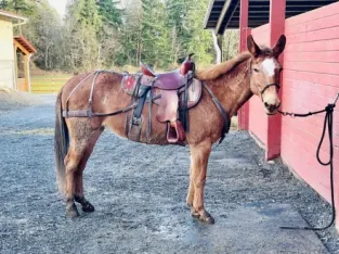 Sweet mule Reba. She rides nice and loves people.