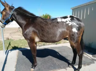 Bay Roan Gelding Mule Horse
