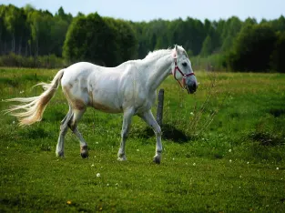 Palomino Tennessee Walking Horse Mare