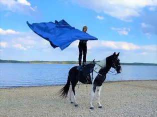 Safe For Anyone To Ride – Tennessee Walker