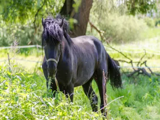 Gaited Trail Hunting Tennessee Walking Horse.