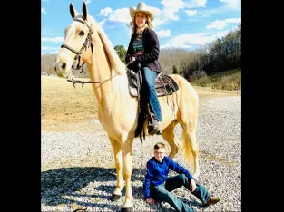 Tennessee Walking Horse- gaited trail dappled palomino gelding