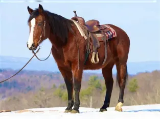 Grade Quarter Horse Bay Gelding