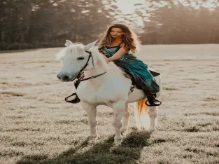 Rocky mountain gelding beginner safe