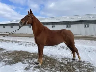 Tennessee Walker horse free classifieds submission