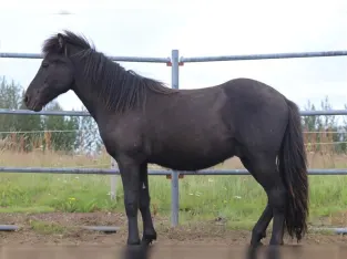 Best Icelandic Horse fast run away for the ice land . this horse is a very smooth ride.