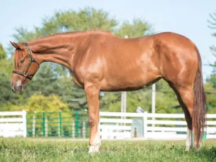 Unique Quarter Horse for sale in the marketplace.He is a very smooth ride.