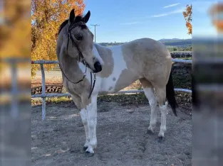 Sweet Easy To Ride Quarter Horse Gelding