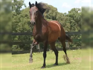 Paso Fino is a gorgeous good looking and stylish horse