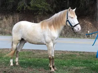 Rocky Mountain Horse are available for sale in marketplace.