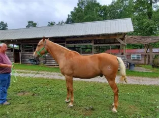 Gorgeous Seasoned Trail Horse Deluxe sale in gaited horse marketplace