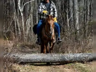 Beautiful Easy To Ride Trail Horse