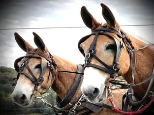 Mule Team For Sale