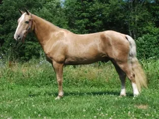 Up for Bids at MagicHorseAuction.com