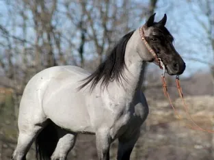 ONLINE AUCTION!!! Place your bids at PlatinumEquineAuction.com True Blue Roan, Family Safe, Smooth Gaited, Excellent Trail Horse!!!
