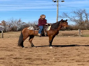 Trail Horse, Gaited, Mare
