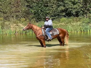 gentle for any rider on trails or around the ranch! Good handle, very gentle for beginners!!!