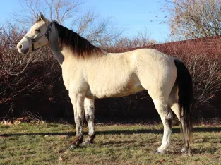Gorgeous Buckskin Missouri Fox Trotter Trail Riding Mare