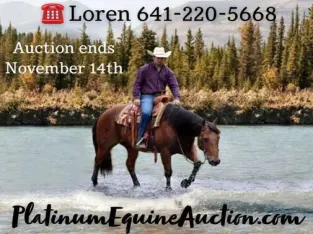 Ranch, Trails, Big Gentle and Safe! True Family safe Ranch Horse!!!