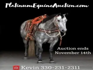 Ranch, Trails, Penning, Sorting, Big Gentle and Safe for the Whole Family!!!