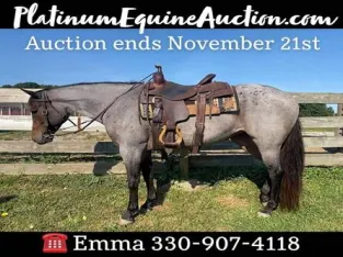 Safe trail horse, gentle for any rider on trails! Been used around the Ranch and Rodeo! Fancy Roan Mare!