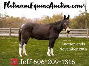 Place your bids at www.PlatinumEquineAuction.com beginner and family safe on trails, stout and gentle, Good handle, Nice Lope