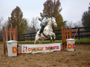 Broke/Safe trail horse, gentle for any rider on trails! Perfect for beginners, experienced Jumper!!!