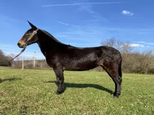 Gaited!!! /Safe trail mount! Super smooth gaited!!!