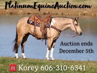 FANCY BUCKSKIN PAINT! Ranch, Trails, Parades… Super Nice lope, Good Handle, Stout Built!!! Started on Tricks!