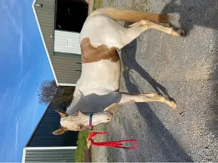 Tennessee Walking Mare for Sale in Shelbyville, TN