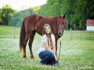 Registered Missouri Foxtrotter Gaited Trail and Show Mare