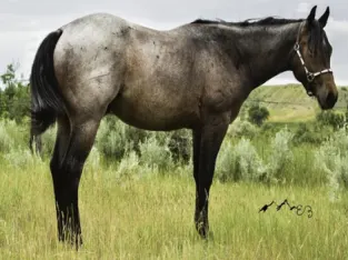 The Best marketing place for a sale Quarter Horse!!!