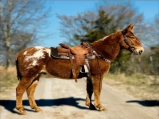 Best Mule Horse classifieds.