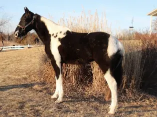 14 Year Old Missouri Fox Trotter Mare for Sale!